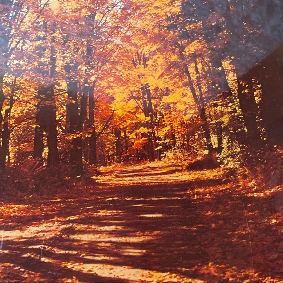 Vintage 70’s Groovy Wood Lacquered Woods Forrest Image Wall Hanging Plaque - Picture 5 of 11